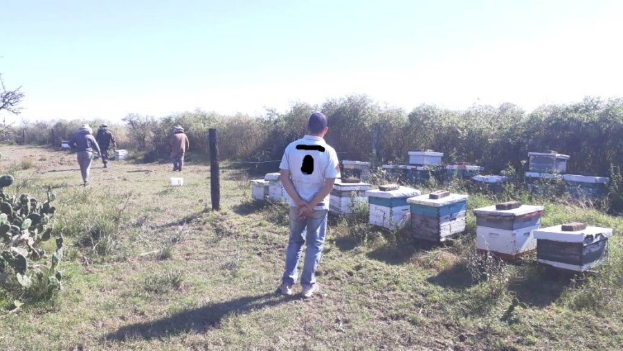 FOTO JPSF &ldquo;LOS PUMAS&rdquo;.  Hallaron la producci&oacute;n ap&iacute;cola sustra&iacute;da en Colonia Fidela.