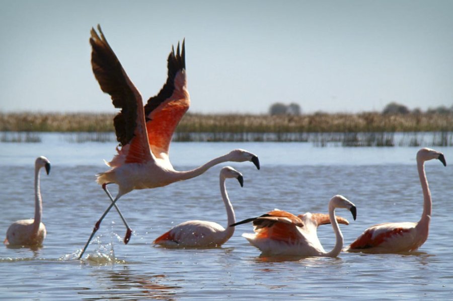 FOTO TELAM FLAMENCO AUSTRAL. Es una estrella de la lagura; en el D&iacute;a Mundial de las Aves Migratorias, el ministro de Ambiente y Desarrollo Sostenible, Juan Cabandi&eacute; anunci&oacute; la creaci&oacute;n del nuevo parque nacional.