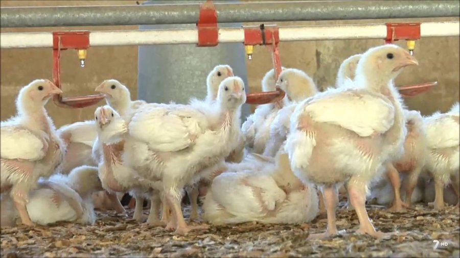 FOTO ARCHIVO POLLOS.  Un alimento para un mayor peso.