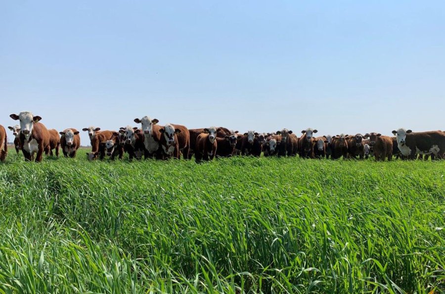 FOTO INTERNET DETALLES. Fueron brindados por investigadores de Reconquista, Santa Fe. FOTO INTERNET INCORPORACION DE AVENA. Aumentar&iacute;a tres veces la producci&oacute;n de carne.