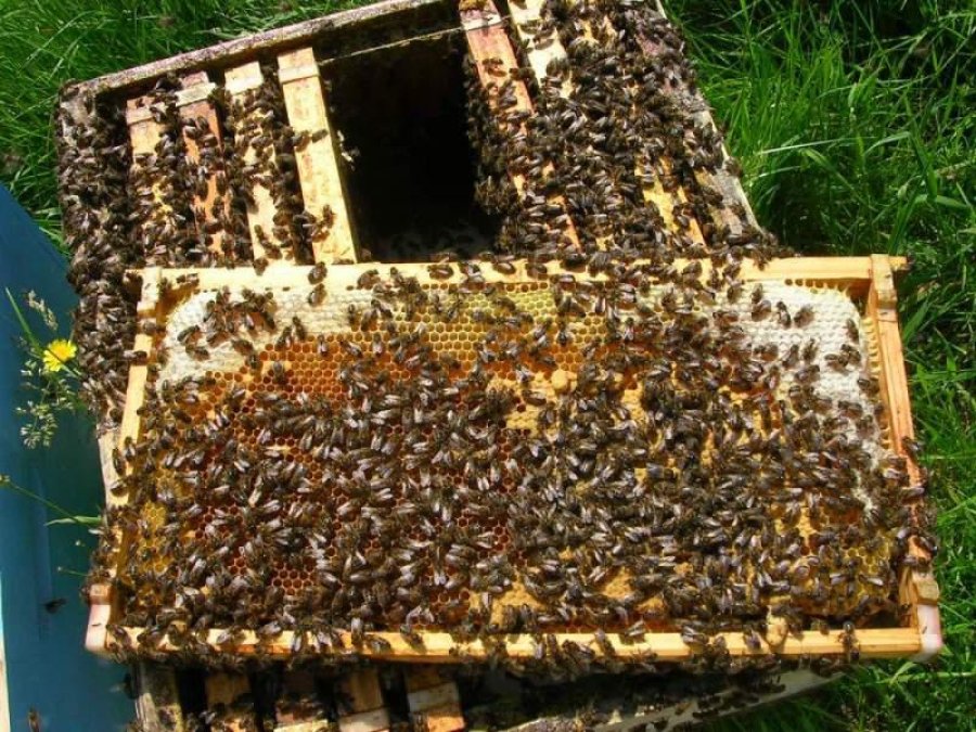 IMAGEN ARCHIVO. CAJONES DE ABEJAS. En Eusebia la Polic&iacute;a recuper&oacute; 88, vac&iacute;os, producto de un robo.
