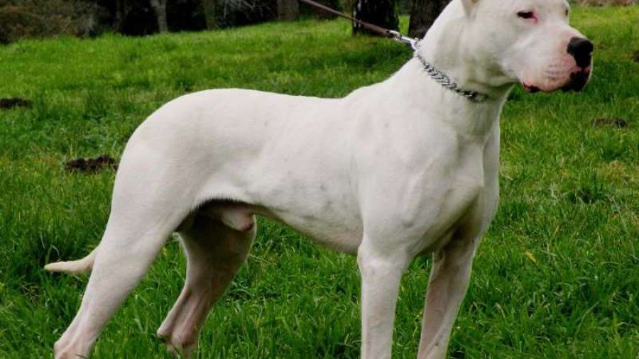FOTO ARCHIVO PERRO DOGO. Un animal de similar raza, muri&oacute; tras ser herido de arma blanca por un ciudadano.