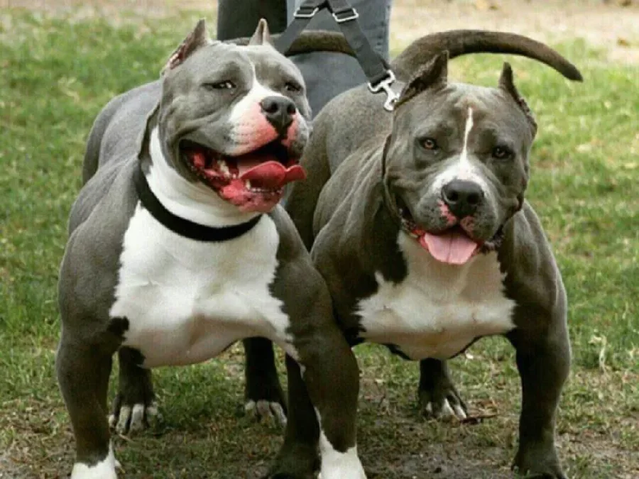 IMAGEN ARCHIVO. PERROS PITBULL.  La Polic&iacute;a de nuestra ciudad, recuper&oacute; un cachorro de esta raza.