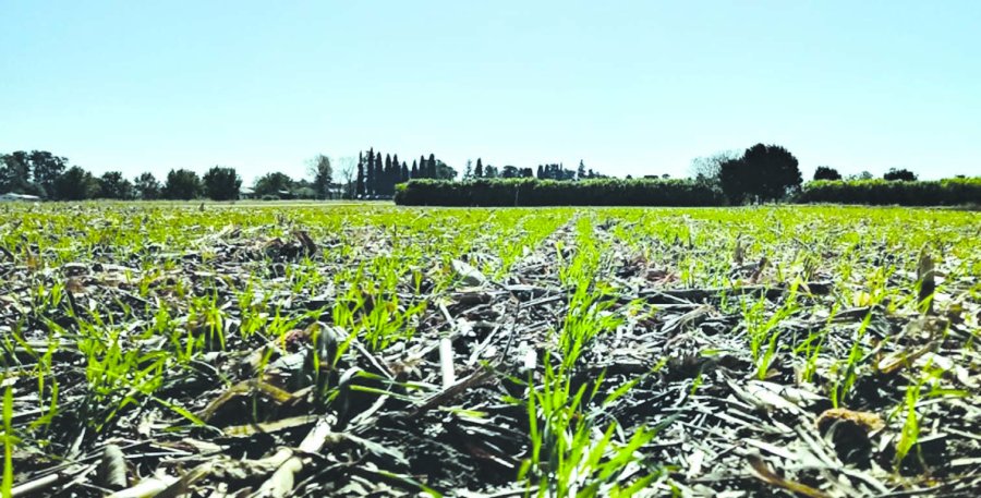 SIEMBRA. La campa&ntilde;a fina tendr&iacute;a un r&eacute;cord de superficie implantada y el trigo se lleva todas las miradas. TRIGO. Por ahora las condiciones de los cultivos son &oacute;ptimas, pero el clima ser&aacute; determinante durante el ciclo.