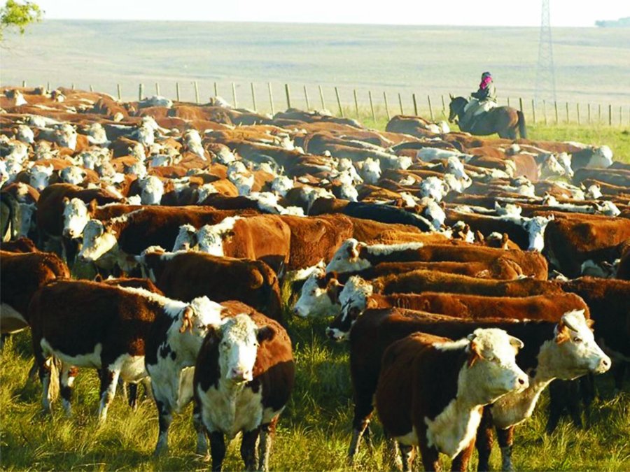 URUGUAY. Las exportaciones de carne vacuna en agosto alcanzaron una facturaci&oacute;n r&eacute;cord.