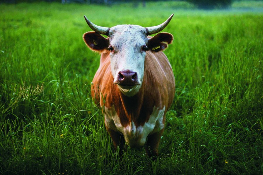 BRASIL. Seg&uacute;n el Ministerio brasile&ntilde;o, ambos casos de EEB se detectaron en vacas de descarte.