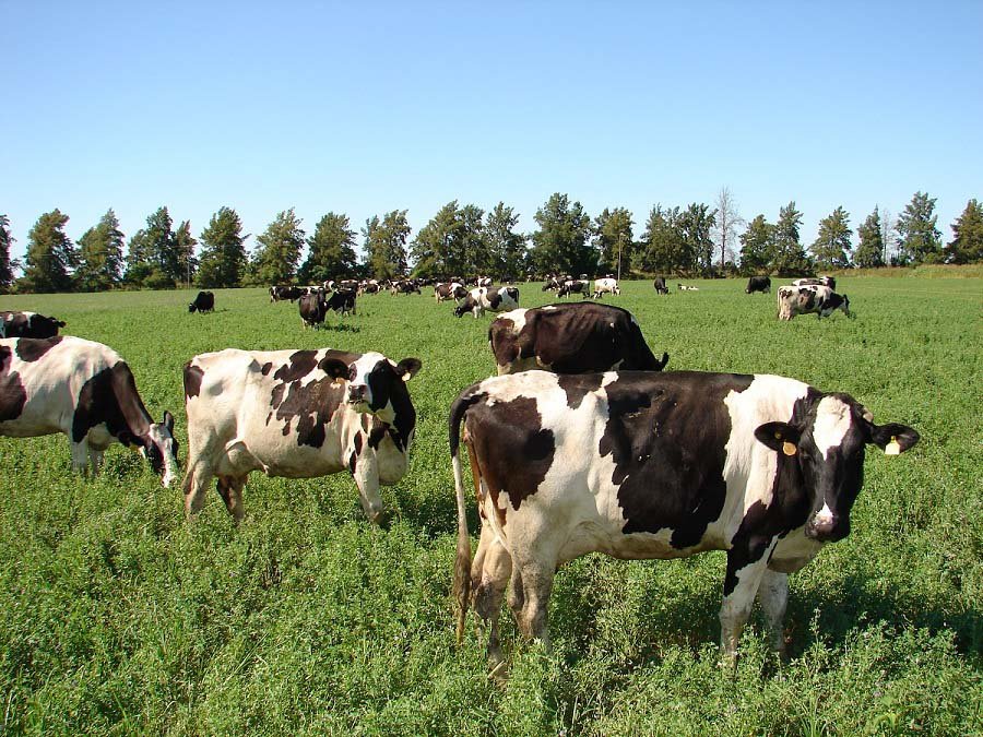 TAMBOS. No hay motivos para suponer que se desacelere la producci&oacute;n de leche cruda.