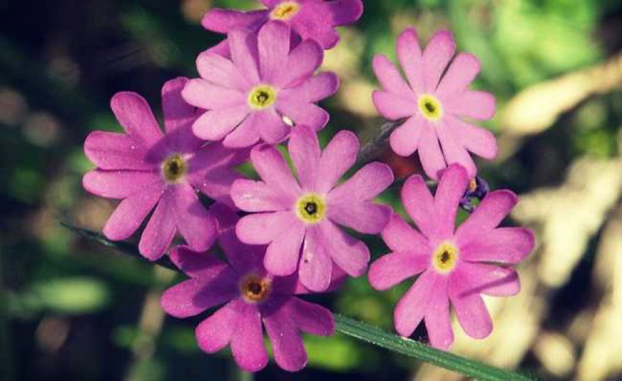 FOTO ARCHIVO PRIMULAS. Tambi&eacute;n conocidas como primaveras, sin duda que jerarquizan nuestro jard&iacute;n.