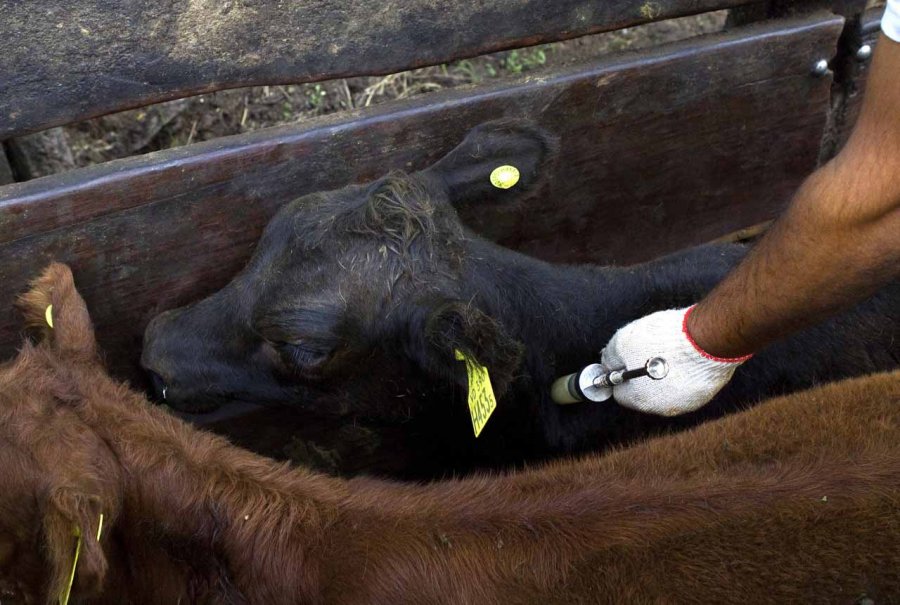 CAMPA&Ntilde;A. El lunes comienza otro proceso de inoculaci&oacute;n en el Departamento, s&oacute;lo para categor&iacute;a menores.