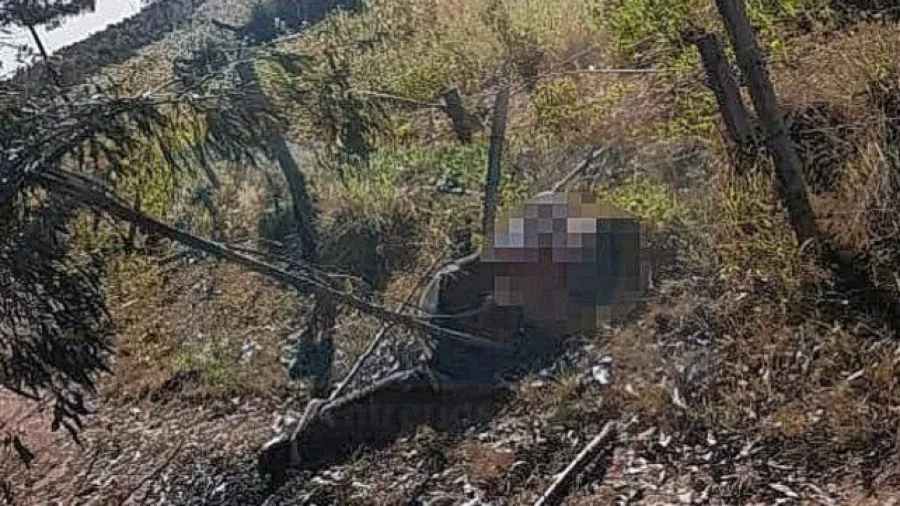 IMAGEN INTERNET. LUGAR DE LA TRAGEDIA.  En una zona de plantaci&oacute;n de eucaliptos.