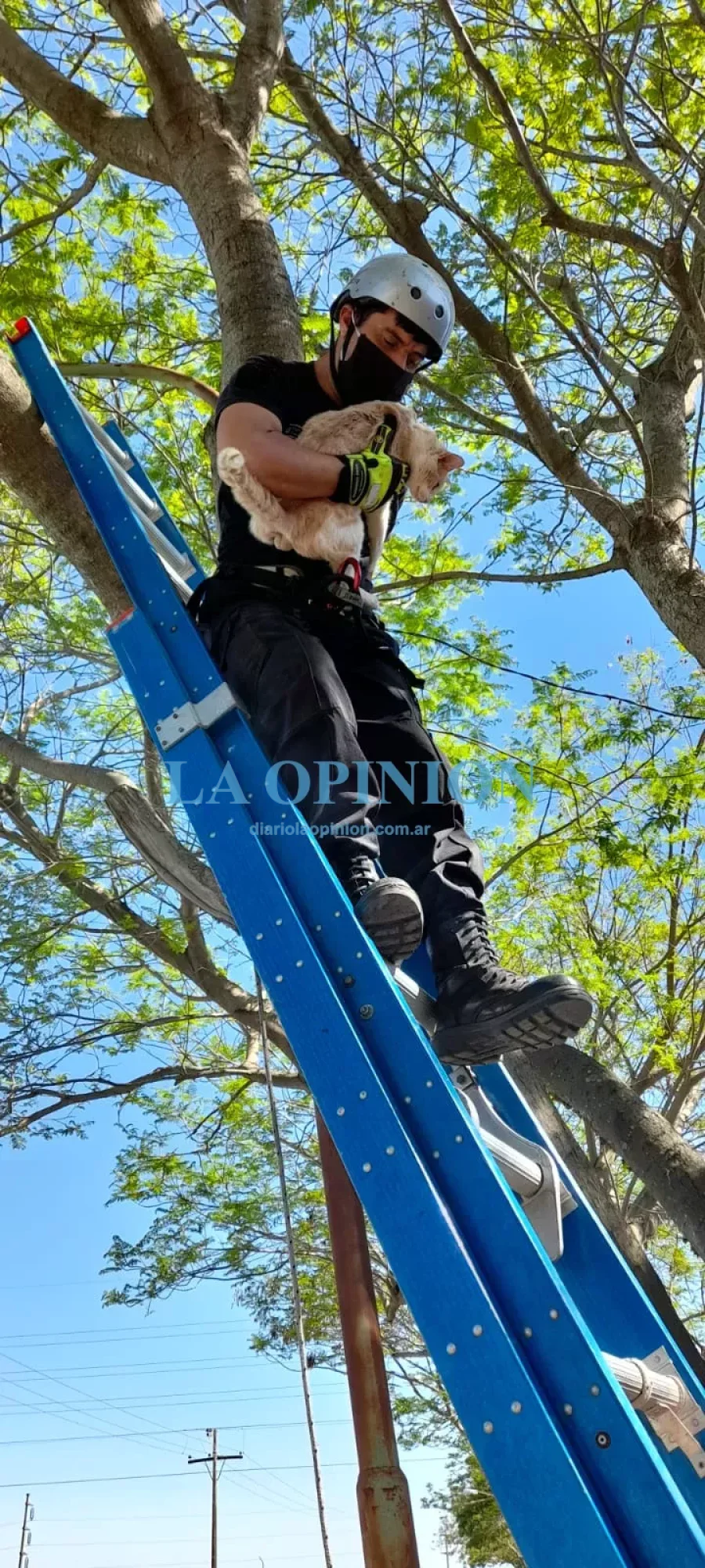 RESCATADO. En una labor de Bomberos Zapadores de la ciudad.