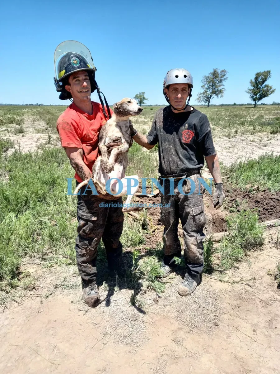 ANIMAL RESCATADO.  Ocurrió tras una labor de Bomberos Zapadores.