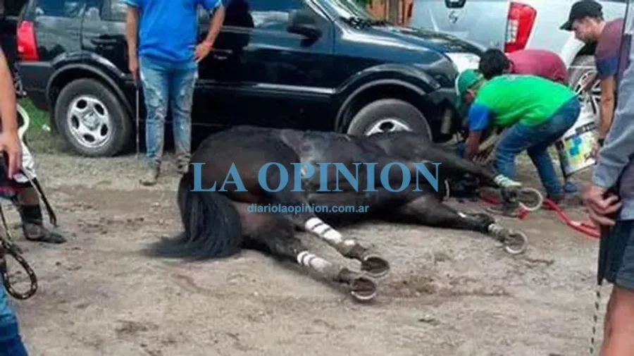IMAGEN ARCHIVO. MUERTO. Uno de los animales que motiva una investigaci&oacute;n judicial.