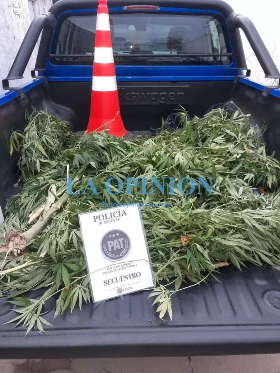 PLANTAS DE MARIHUANA.  Fueron secuestradas en Frontera.