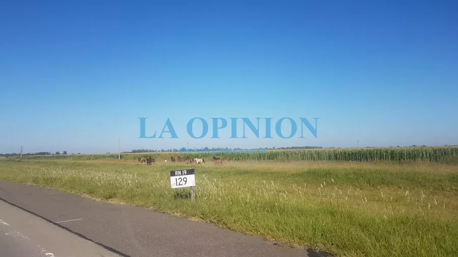 CABALLOS.  Fueron arriados a una zona segura, lejos de la ruta 19.