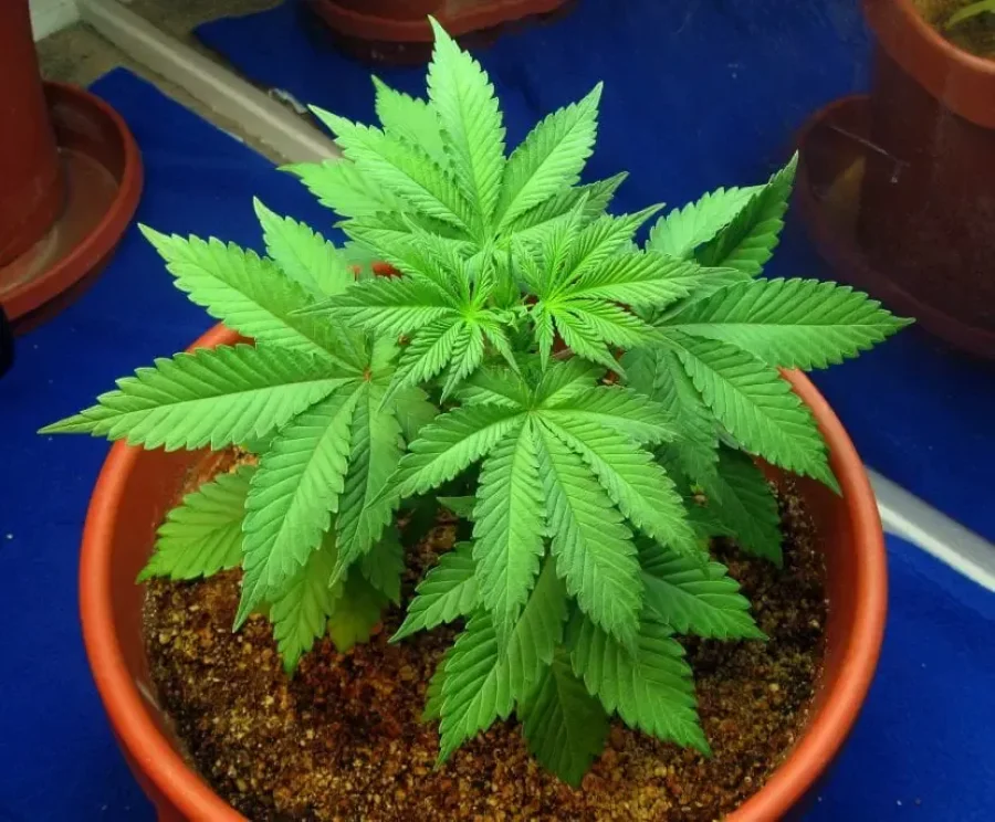 IMAGEN ARCHIVO. MACETAS CON MARIHUANA. Cuatro de este tipo, se secuestraon en una vivienda.