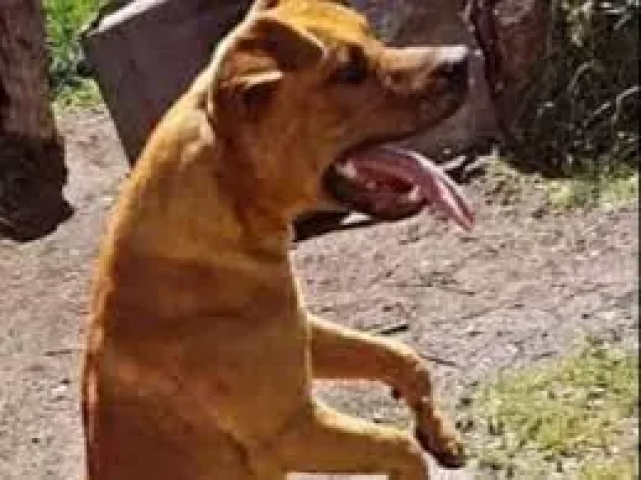 IMAGEN INTERNET. MALEVO. Lo mat&oacute; un suboficial, quien luego se suicid&oacute;.