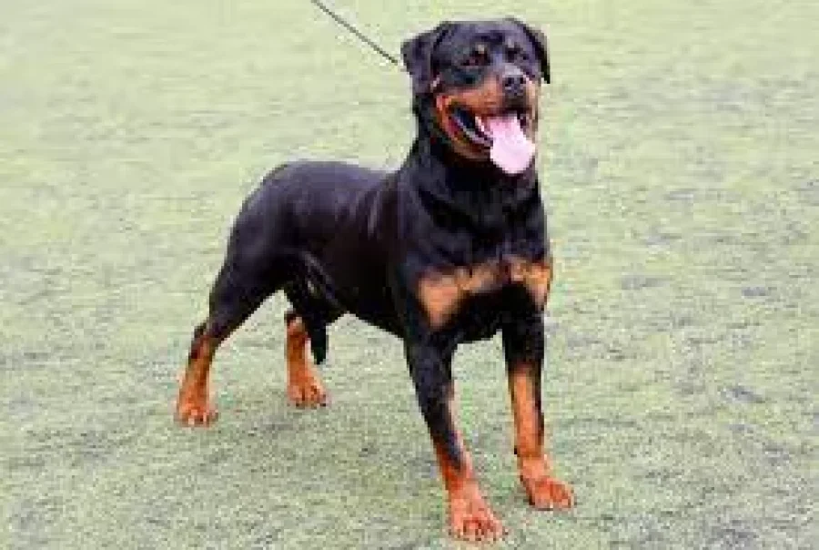 IMAGEN ARCHIVO. ROTTWEILER. Un ejemplar de esta raza atac&oacute; a una nena.