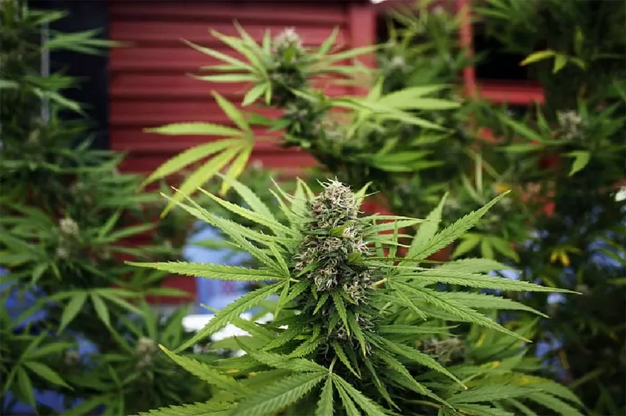 IMAGEN ARCHIVO. PLANTAS DE MARIHUANA. Se secuestraron tres macetas en una casa.