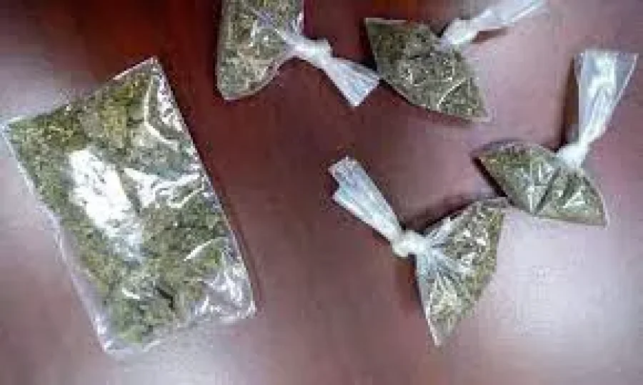IMAGEN ARCHIVO. PICADURA DE MARIHUANA. Se secuestr&oacute; material de este tipo.
