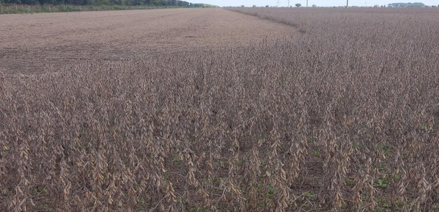 Muchos lotes quedan incompletos debido a que la condición climática no permite terminar.