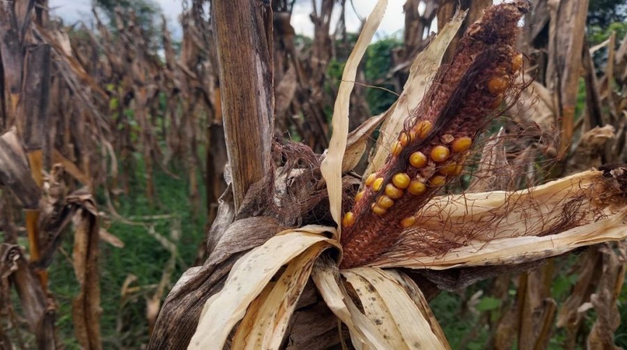 El efecto de la enfermedad que transmite el insecto se revela en el rinde del ma&iacute;z.
