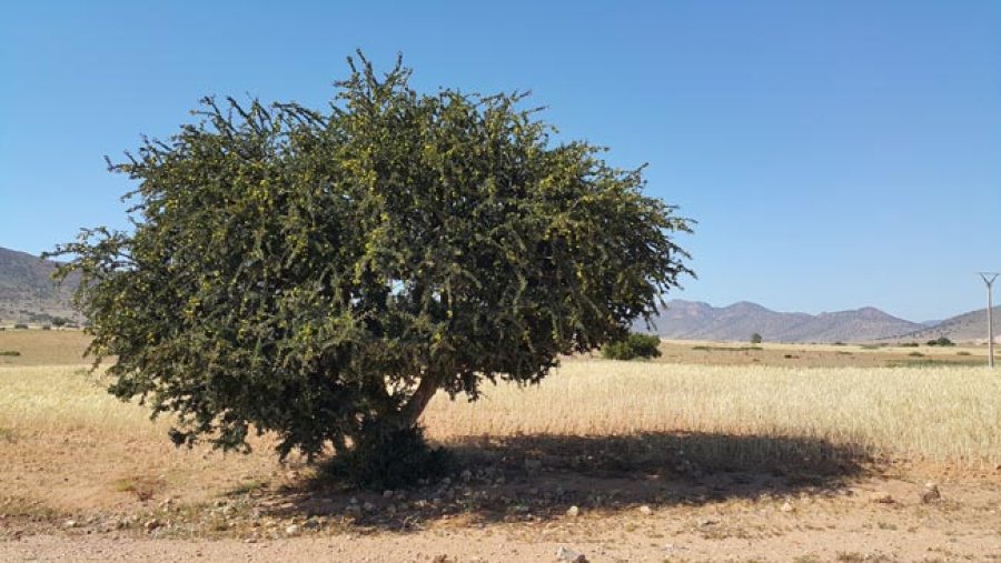 &Aacute;rbol de argan.