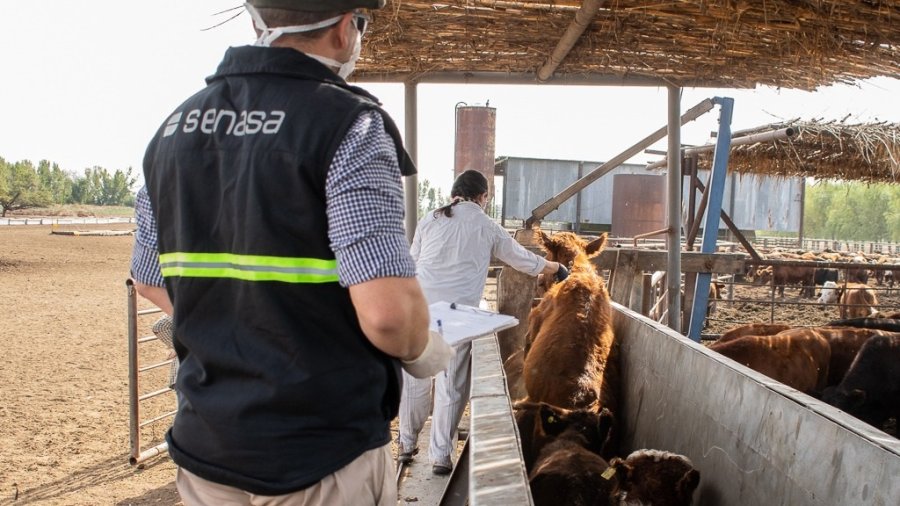 VACUNACI&Oacute;N. En las &uacute;ltimas tres d&eacute;cadas, el sistema de vacunaci&oacute;n antiaftosa, lo realizan SENASA y las Fundaciones rurales.