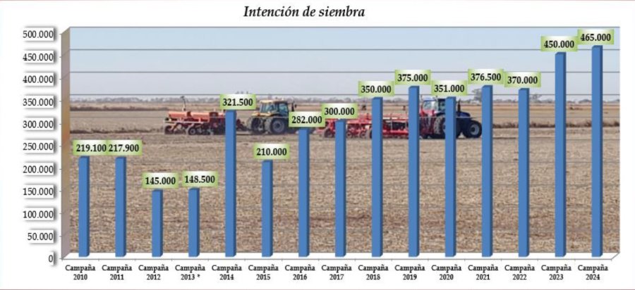 CRECIMIENTO. Ser&aacute; la superficie de trigo m&aacute;s importante de las &uacute;ltimas 14 campa&ntilde;as.