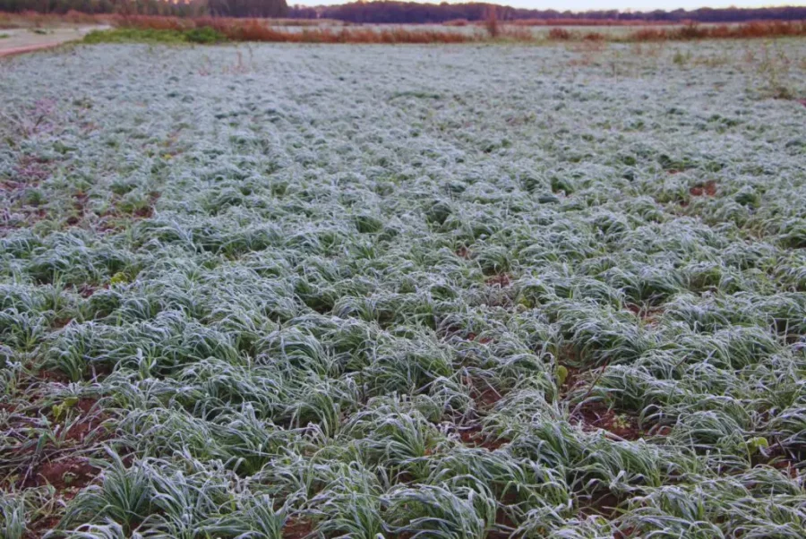 REGISTROS. Esta semana las heladas dijeron "presente" en la regi&oacute;n, con registros de entre - 3&deg; y - 4&deg;.