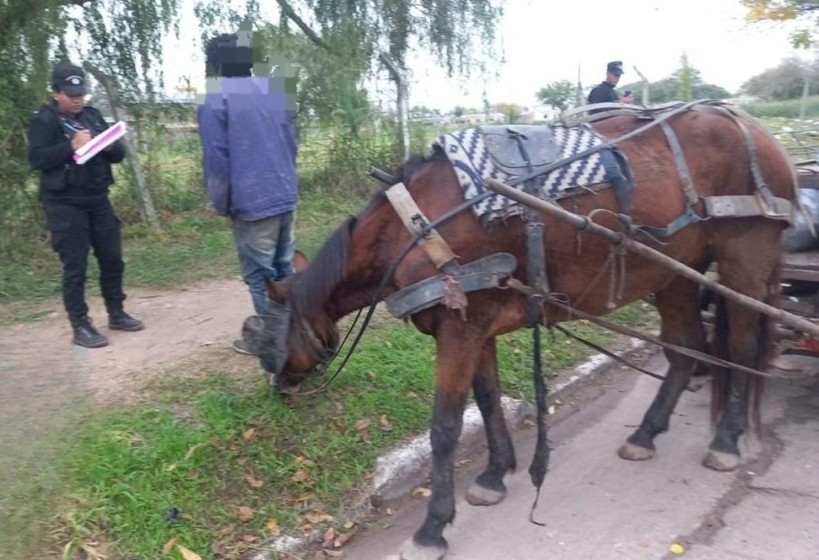 Tambi&eacute;n act&uacute;an en denuncias por maltrato animal.