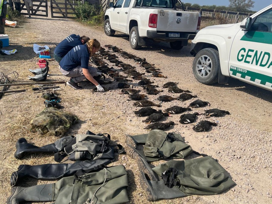 Fue en un operativo conjunto realizado por inspectores de fauna del Ministerio de Ambiente y Cambio Clim&aacute;tico junto al personal de la Gendarmer&iacute;a Nacional Argentina.