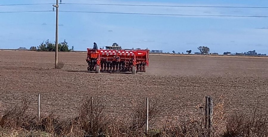 RASTROJO. Sobre los campos que deja la soja, avanza la implantaci&oacute;n de trigo.