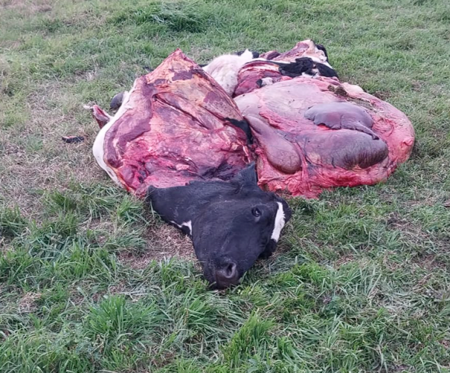 IMPOTENCIA. Una postal que se repite en la cuenca: el abigeato es el delito m&aacute;s com&uacute;n.