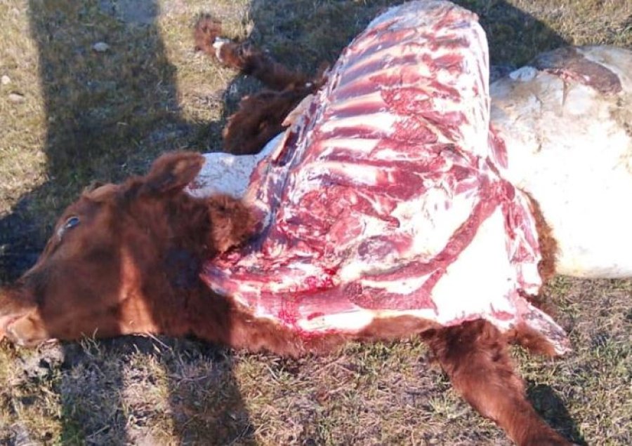 El cuatrerismo en auge: aumentan las faenas clandestinas y otras modalidades de delitos rurales en toda la regi&oacute;n.
