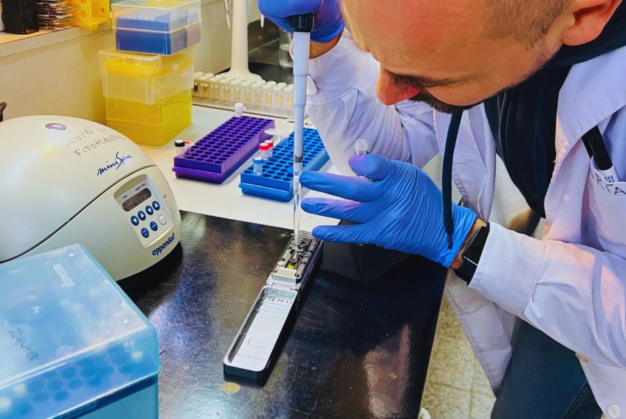 HIST&Oacute;RICO. La secuencia del genoma permitir&aacute; dise&ntilde;ar estrategias m&aacute;s eficientes para el control del insecto.