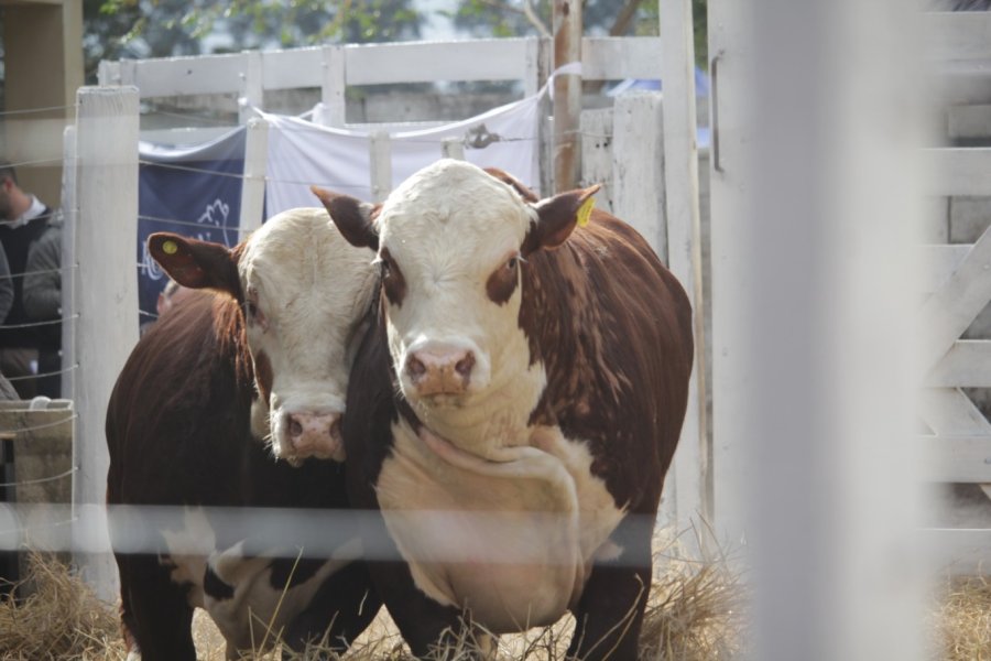 CALIDAD. Las mejores razas carniceras pondr&aacute;n en el ring de ventas sus mejores ejemplares.