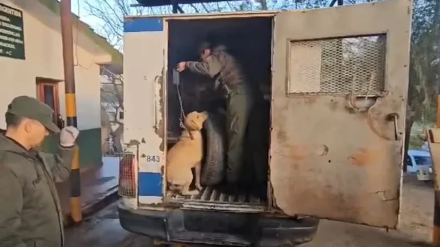 Gendarmer&iacute;a Nacional inspeccionando la camioneta.