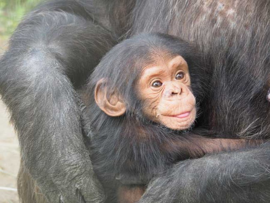 Unbeb&eacute; chimpanc&eacute; con su madre.