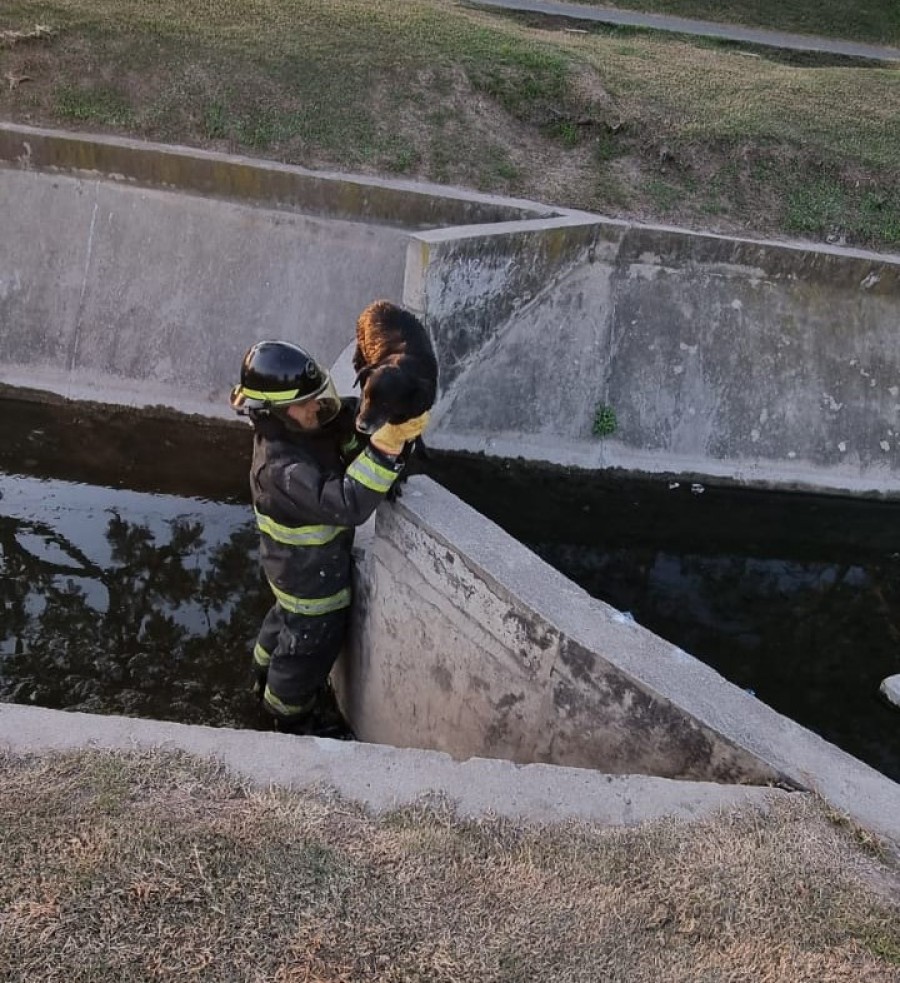 De no ser por Bomberos, el perro hubiese muerto, ya que no pod&iacute;a salir de la trampa mortal por sus propios medios.