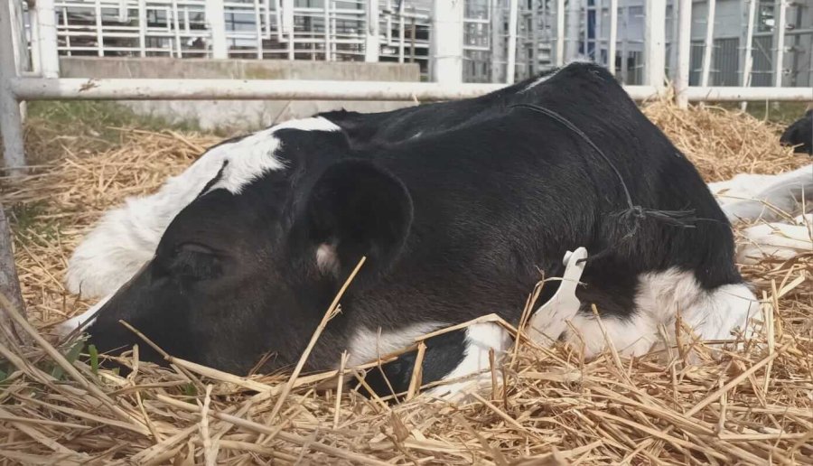 RESOLUCI&Oacute;N. Despu&eacute;s de muchos casos, se resolvi&oacute; "a medias" uno. Aparecieron los animales, pero no los culpables.