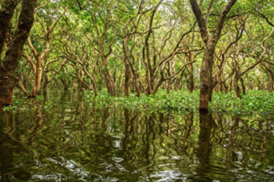 La destrucci&oacute;n de los manglares no solo afecta a la naturaleza, tambi&eacute;n a los asentamientos humanos que se encuentran en zonas aleda&ntilde;as a este tipo de ecosistemas.