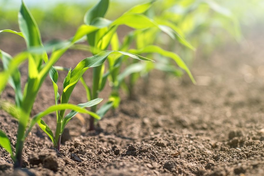 INCERTIDUMBRE. El maíz dejaría de ser el cultivo de mayor tonelaje en la próxima cosecha.