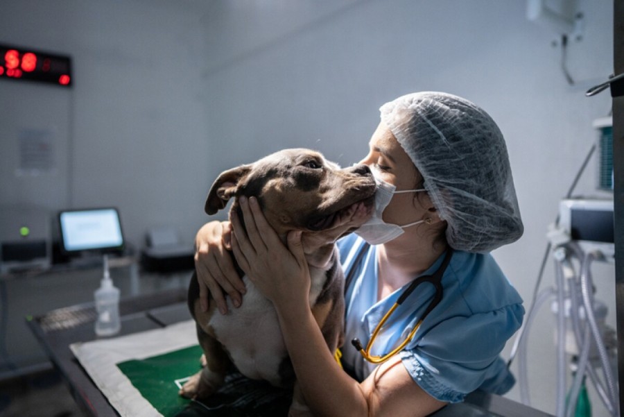 NOBLE PROFESI&Oacute;N. Los veterinarios se encargan de cuidar y resguardar la vida de todos los animales del planeta.