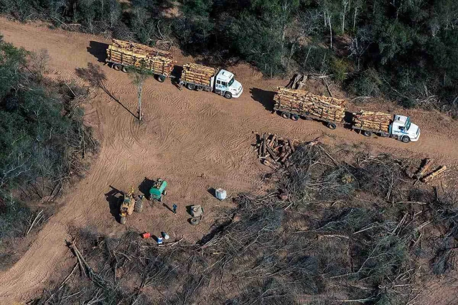 El desmonte arrasa con bosques del Gran Chaco, este a&ntilde;o m&aacute;s desprotegidos a&uacute;n por la flexibilizaci&oacute;n de la ley que los proteg&iacute;a.