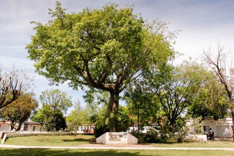 Plaza D'Antoni, paseo p&uacute;blico del barrio 9 de Julio.