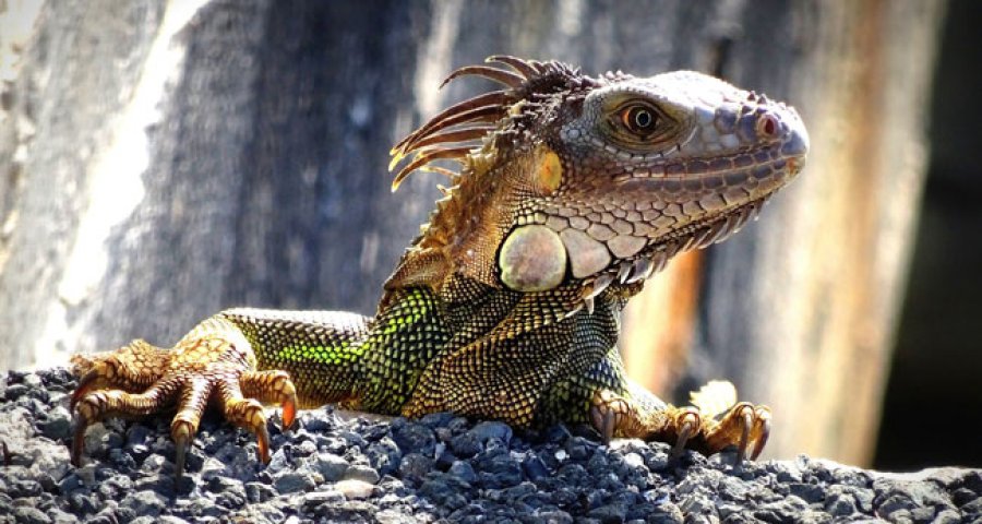 Iguana, una popular especie de lagarto.