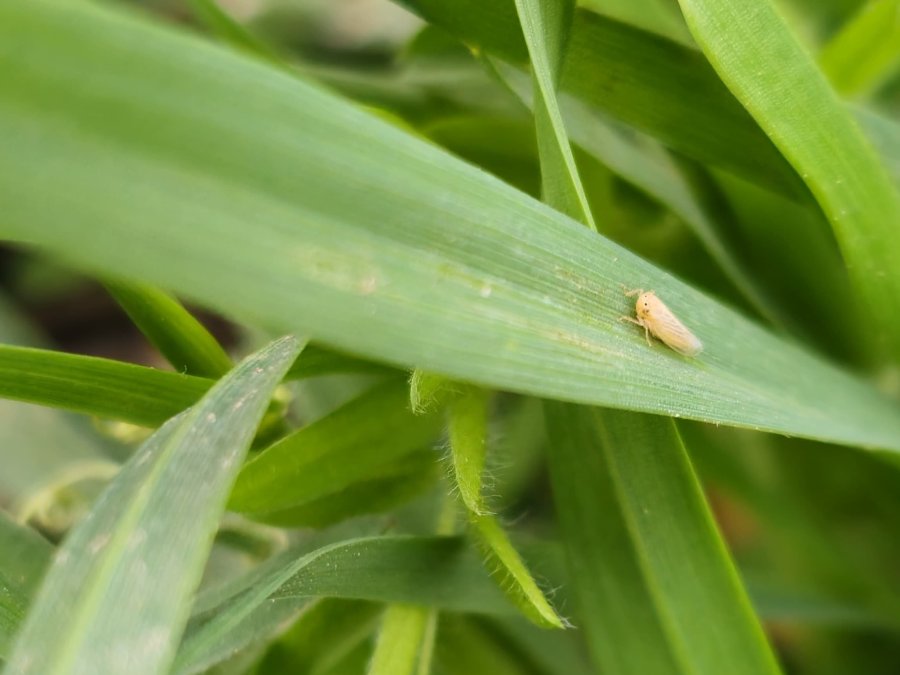 PLAGA. La Chicharrita del ma&iacute;z caus&oacute; enormes da&ntilde;os y ahora todos est&aacute;n con la guardia alta.