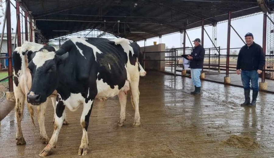 RECORRIDA. El jurado Víctor Sapino tuvo una ardua tarea esta semana, pero se deleitó con 