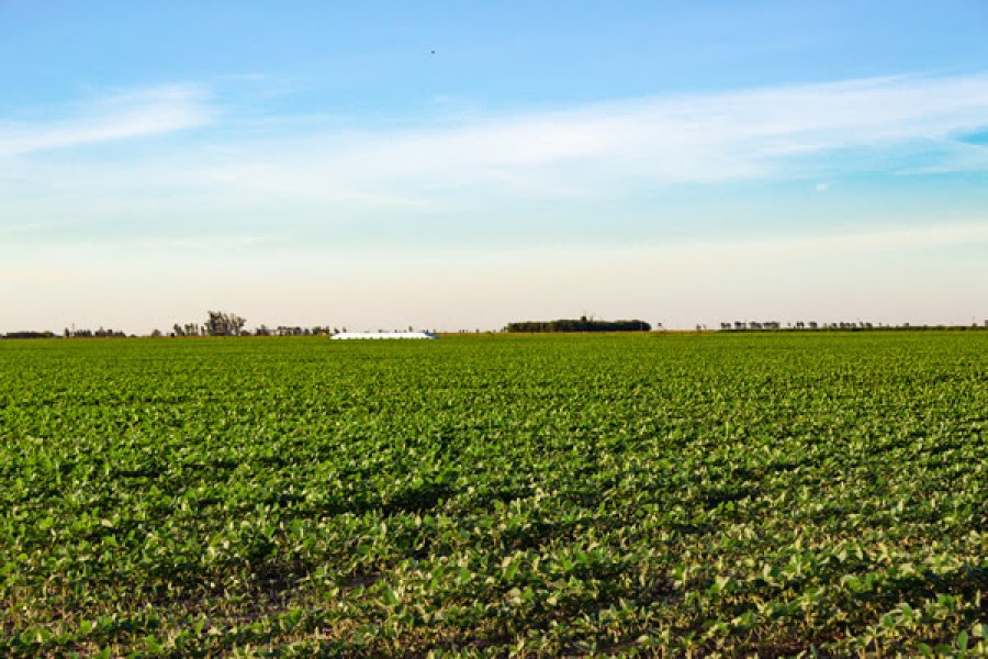 La soja constituye un pilar en la econom&iacute;a agropecuaria.